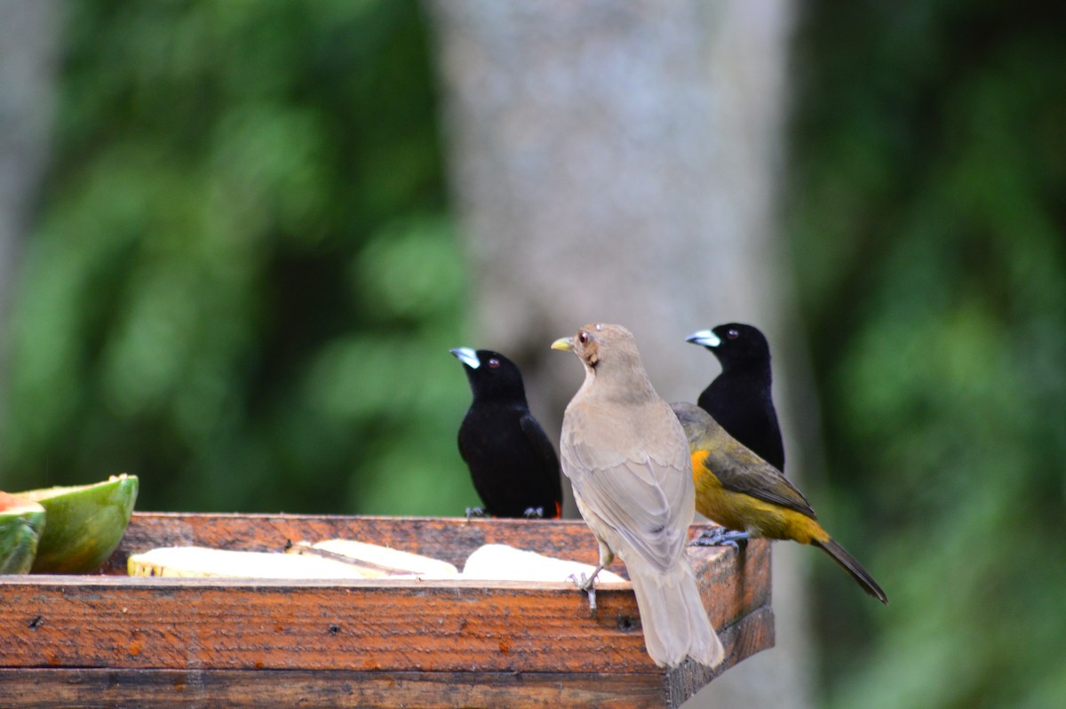 Scarlet-rumped Tanager - ML647372791