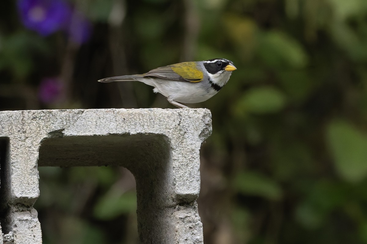 moseryggspurv - ML647372796