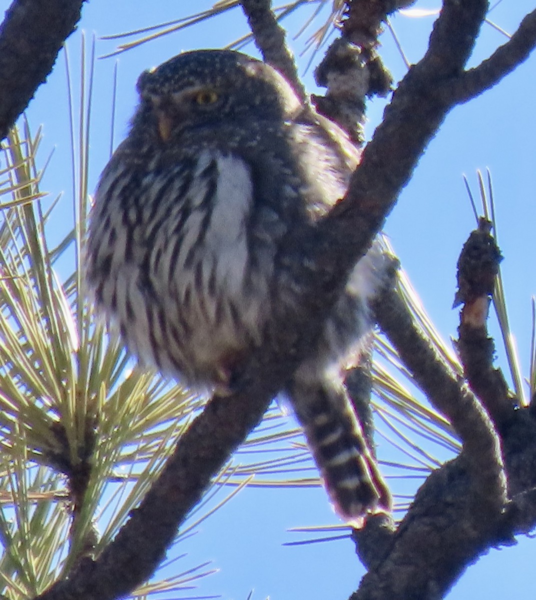 ロッキースズメフクロウ - ML647372798