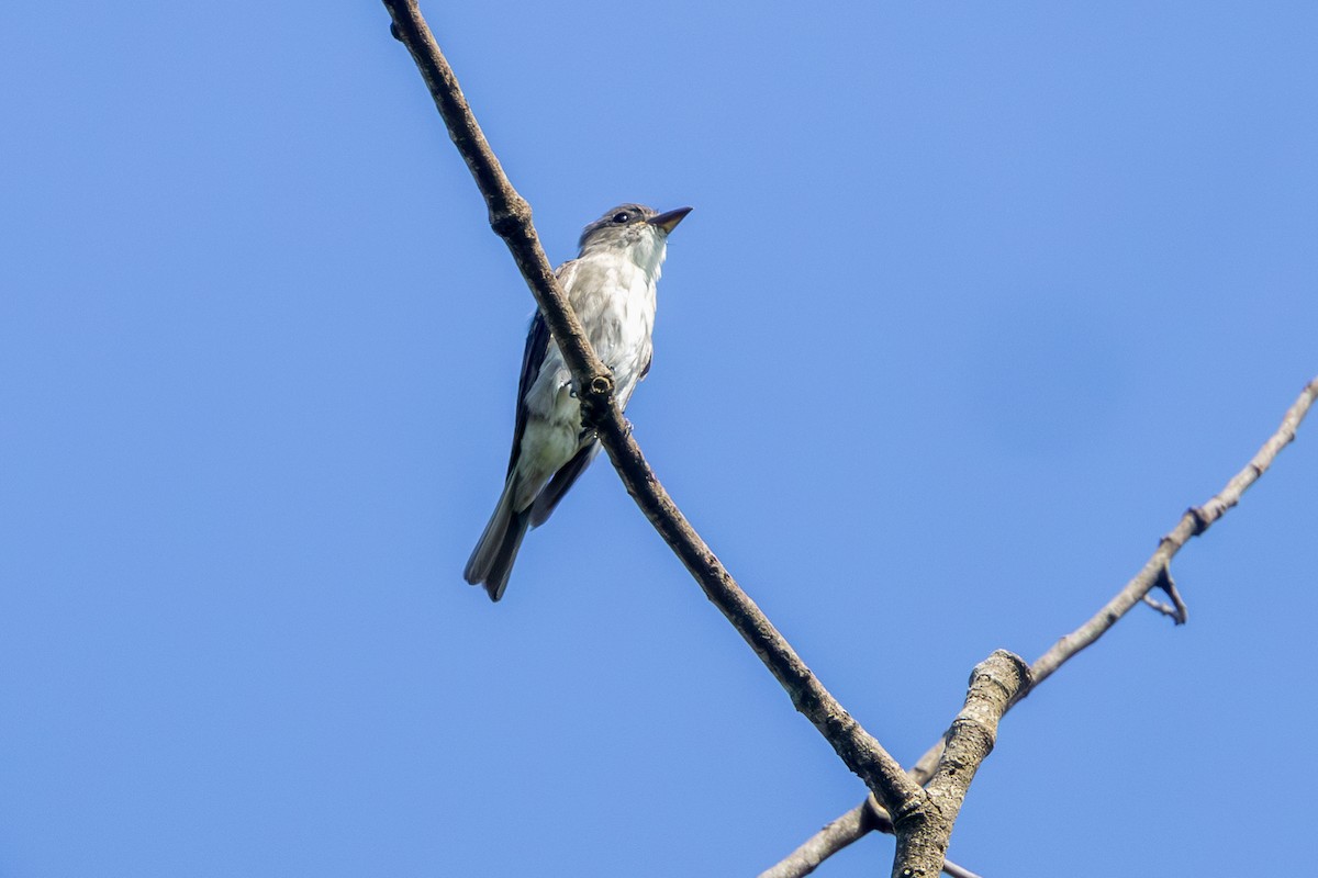 tyranovec severský - ML647372803