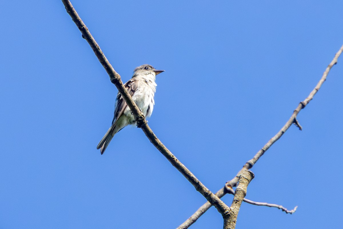 tyranovec severský - ML647372804