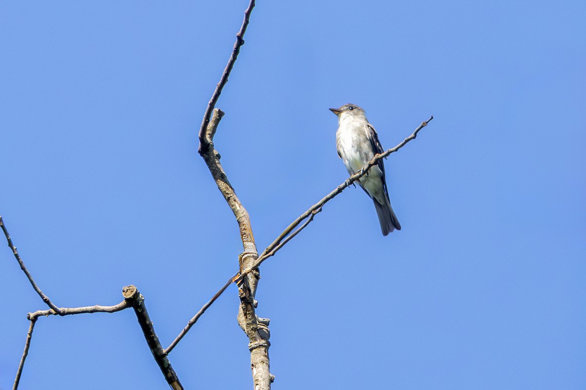 tyranovec severský - ML647372805