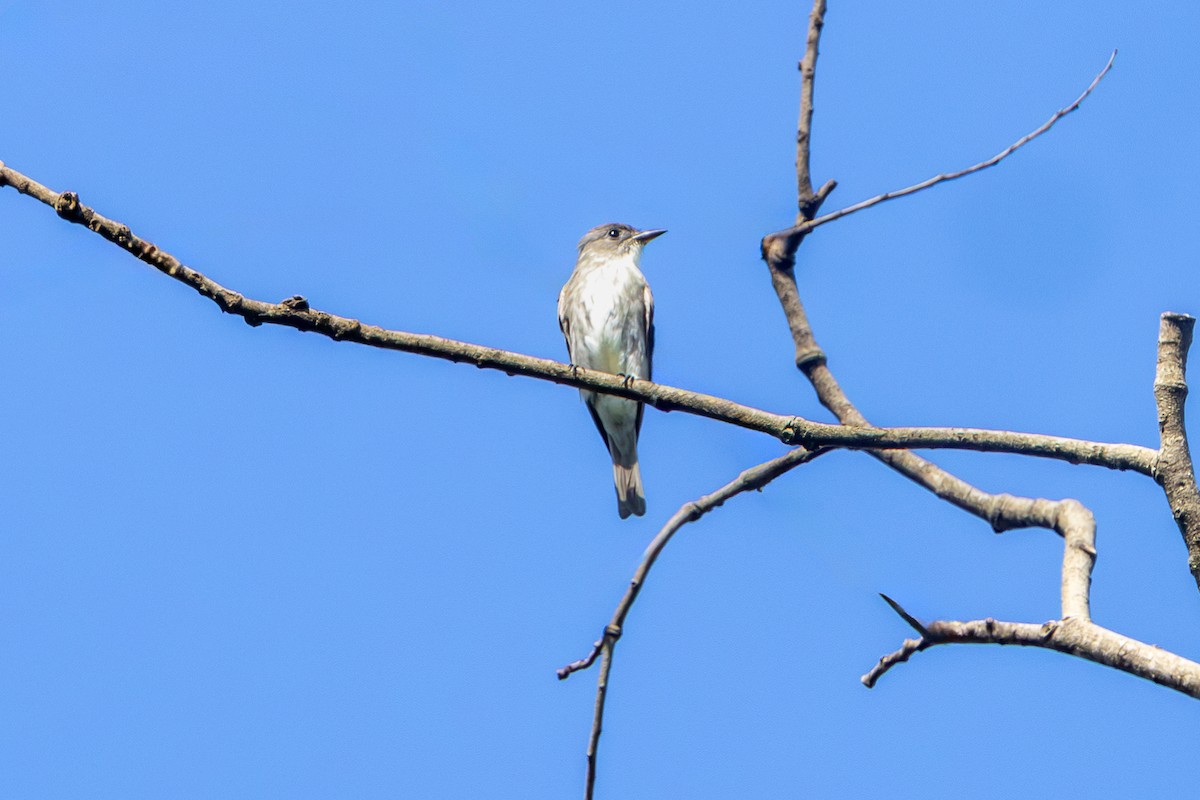 tyranovec severský - ML647372806