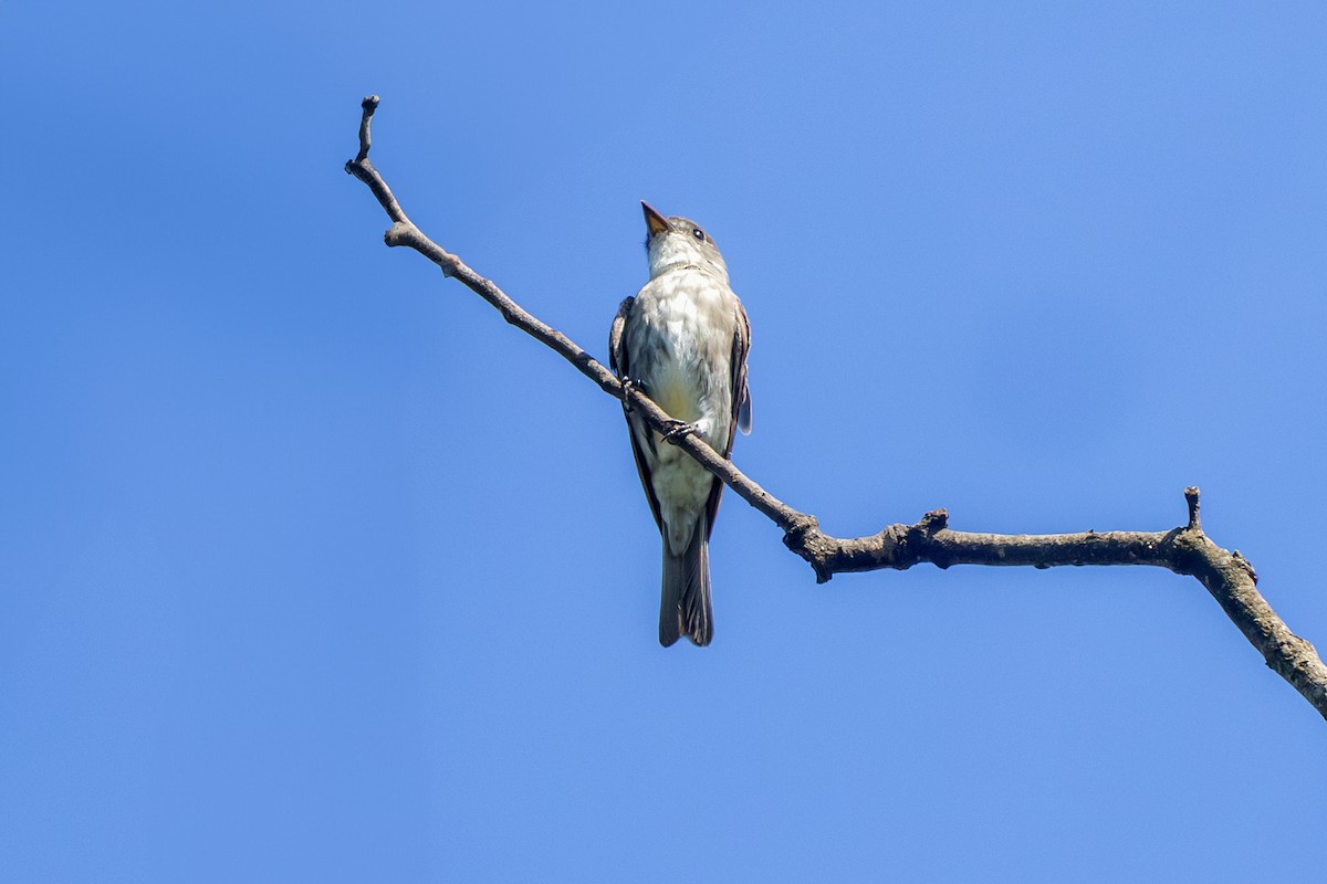 tyranovec severský - ML647372807