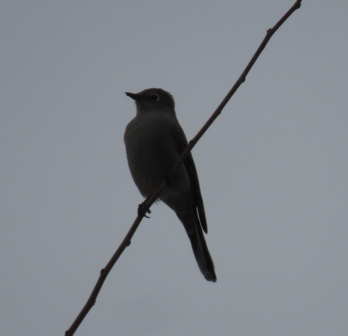 Townsend's Solitaire - ML647372809