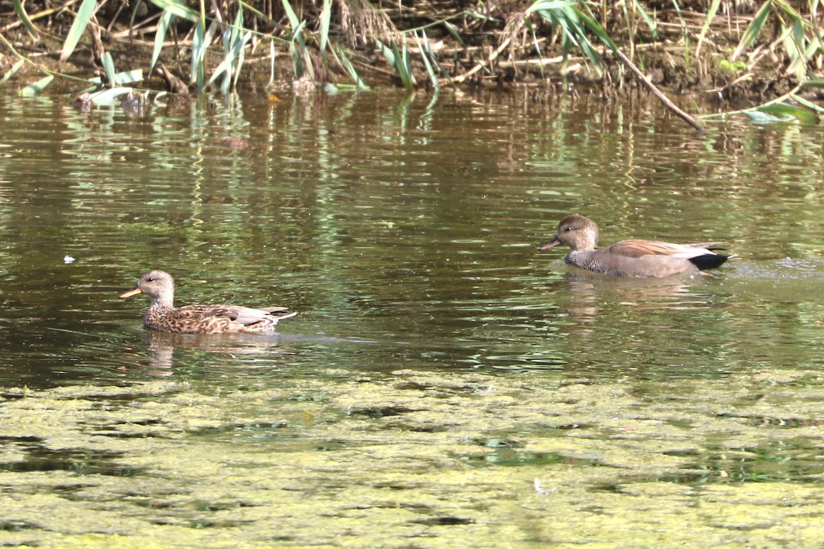 Gadwall - ML647372813