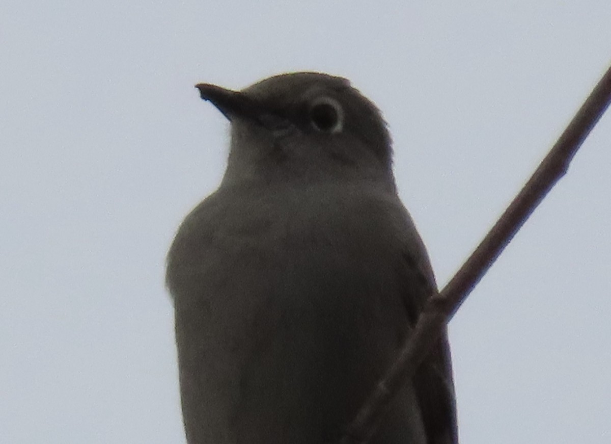Townsend's Solitaire - ML647372815