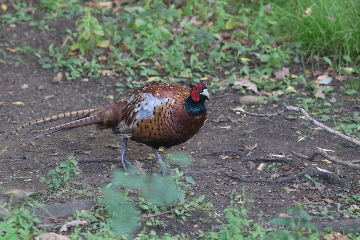 Ring-necked Pheasant - ML647372817