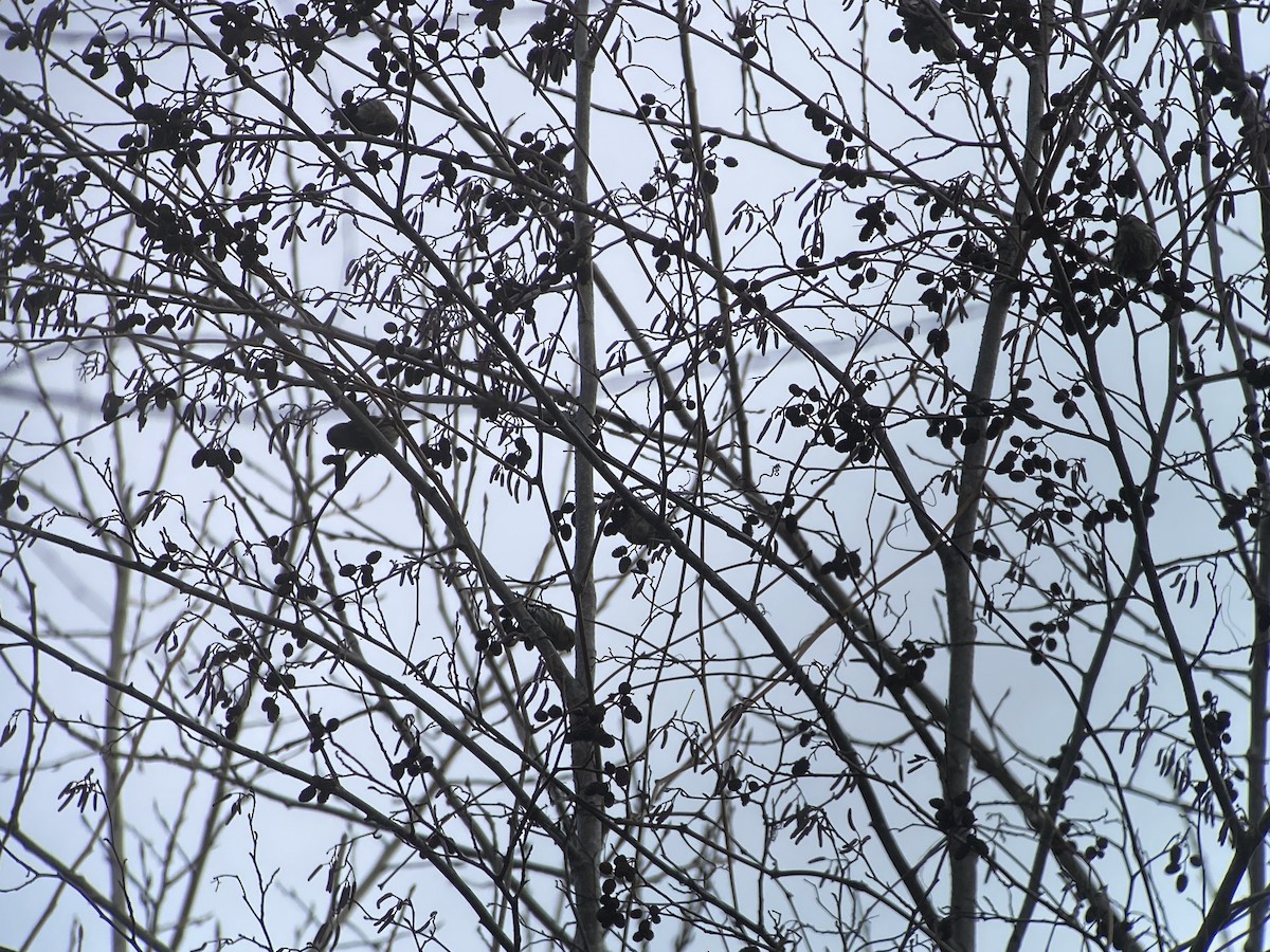 Pine Siskin - ML647372818