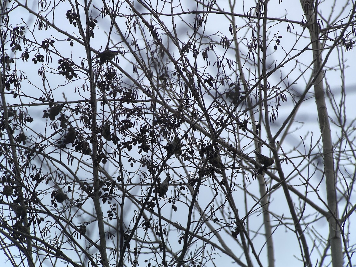 Pine Siskin - ML647372819