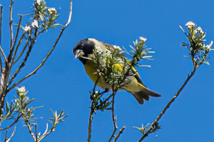 Jilguero Piquigrueso - ML647372829