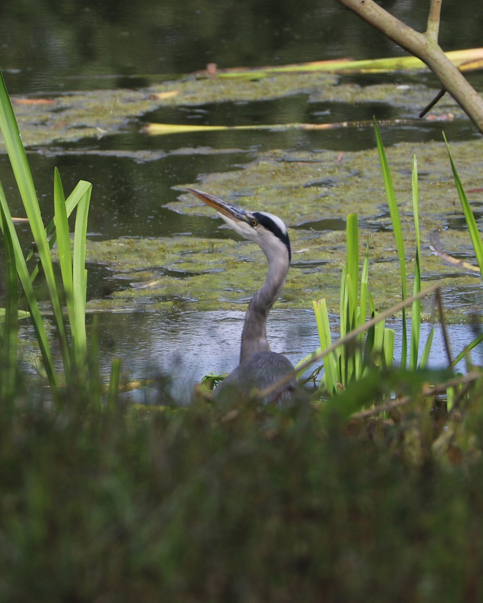 Gray Heron - ML647372832