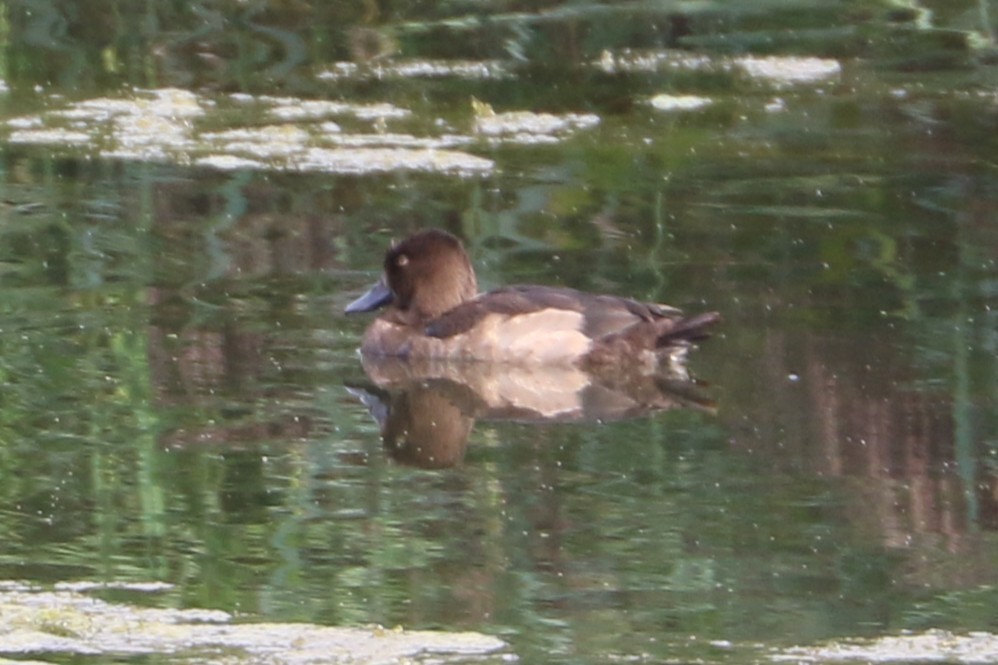 Tufted Duck - ML647372840