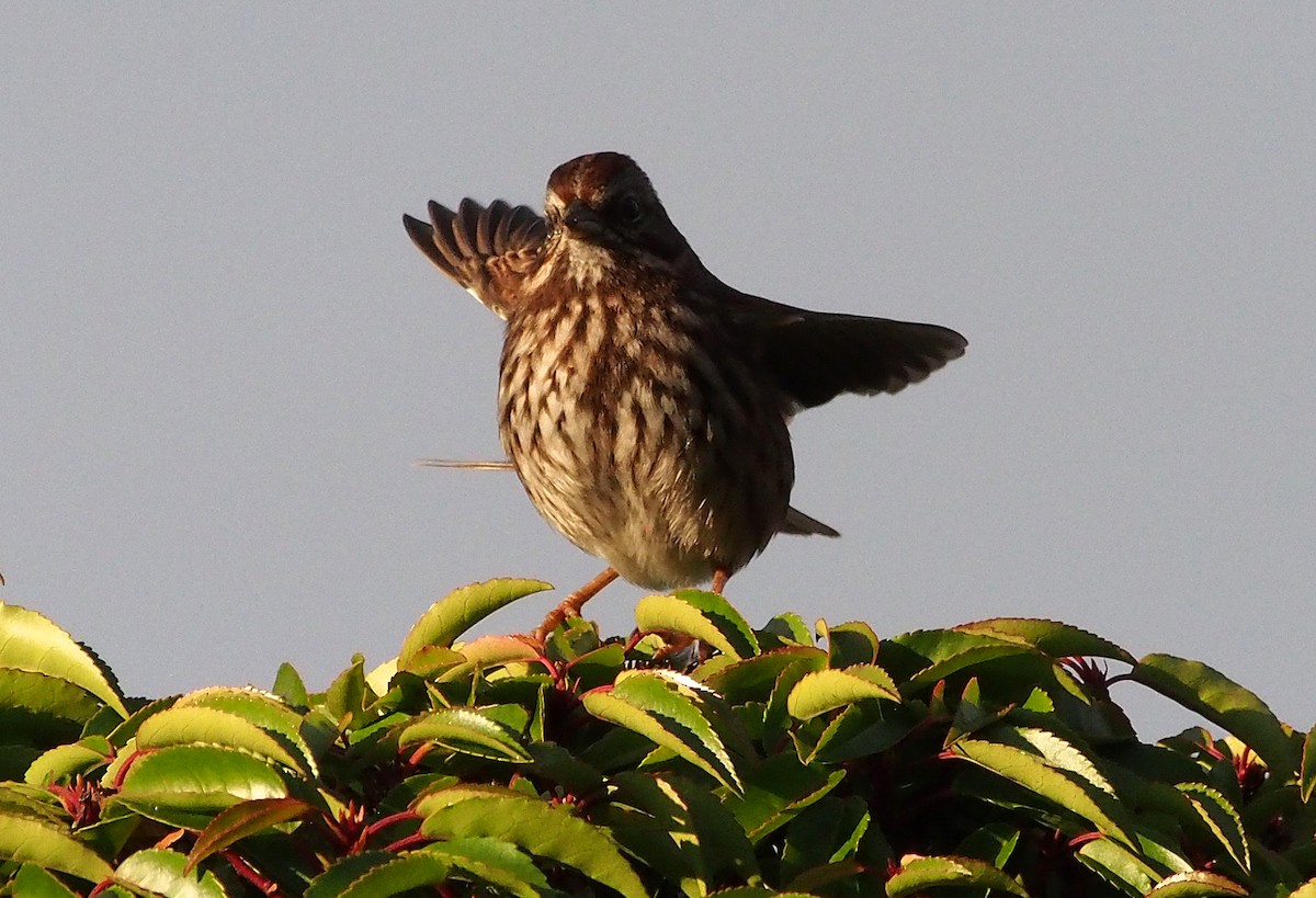 Song Sparrow - ML647372850
