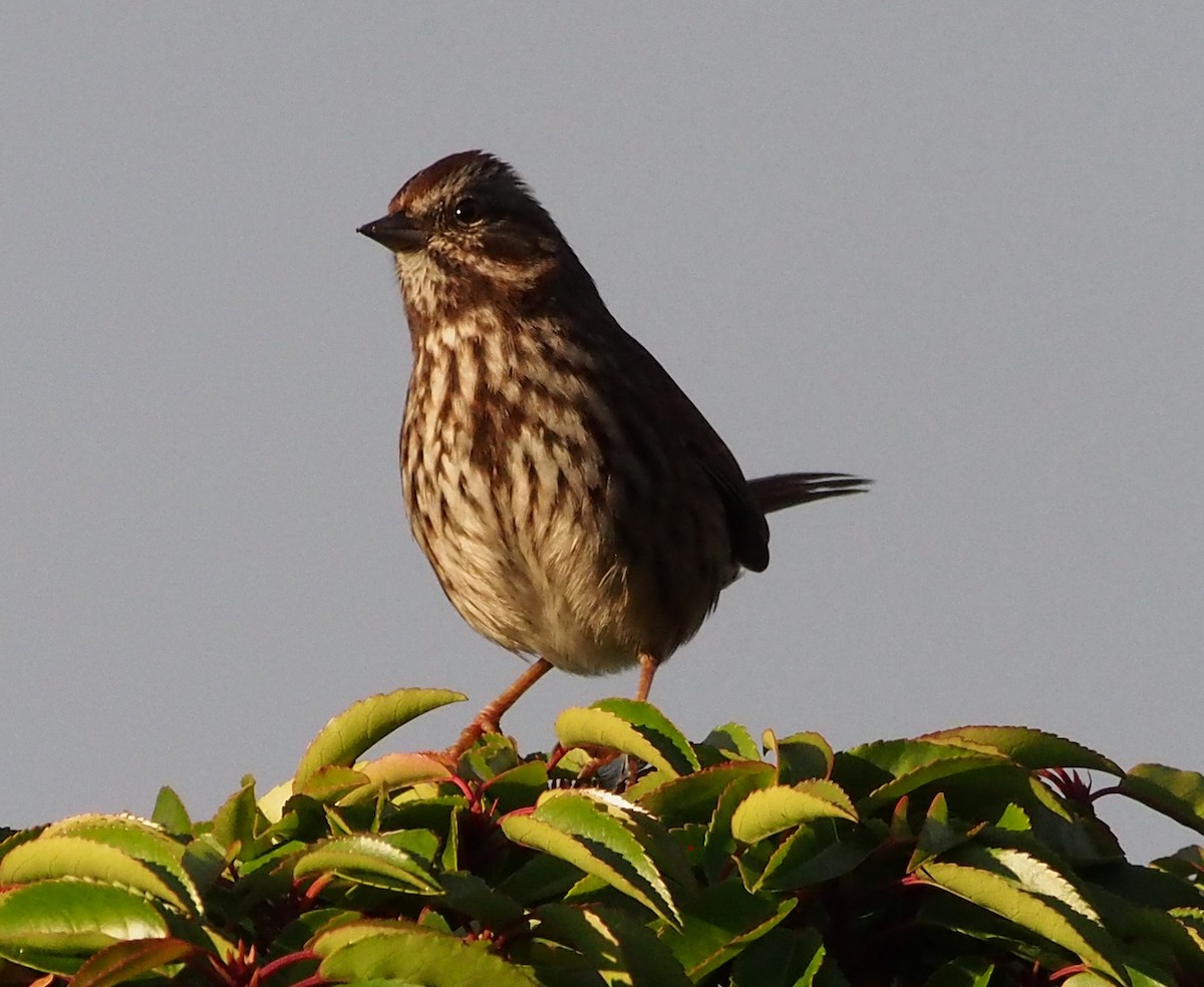 Song Sparrow - ML647372851