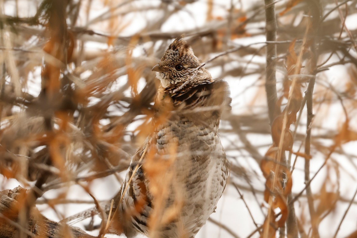 jeřábek kanadský - ML647372854