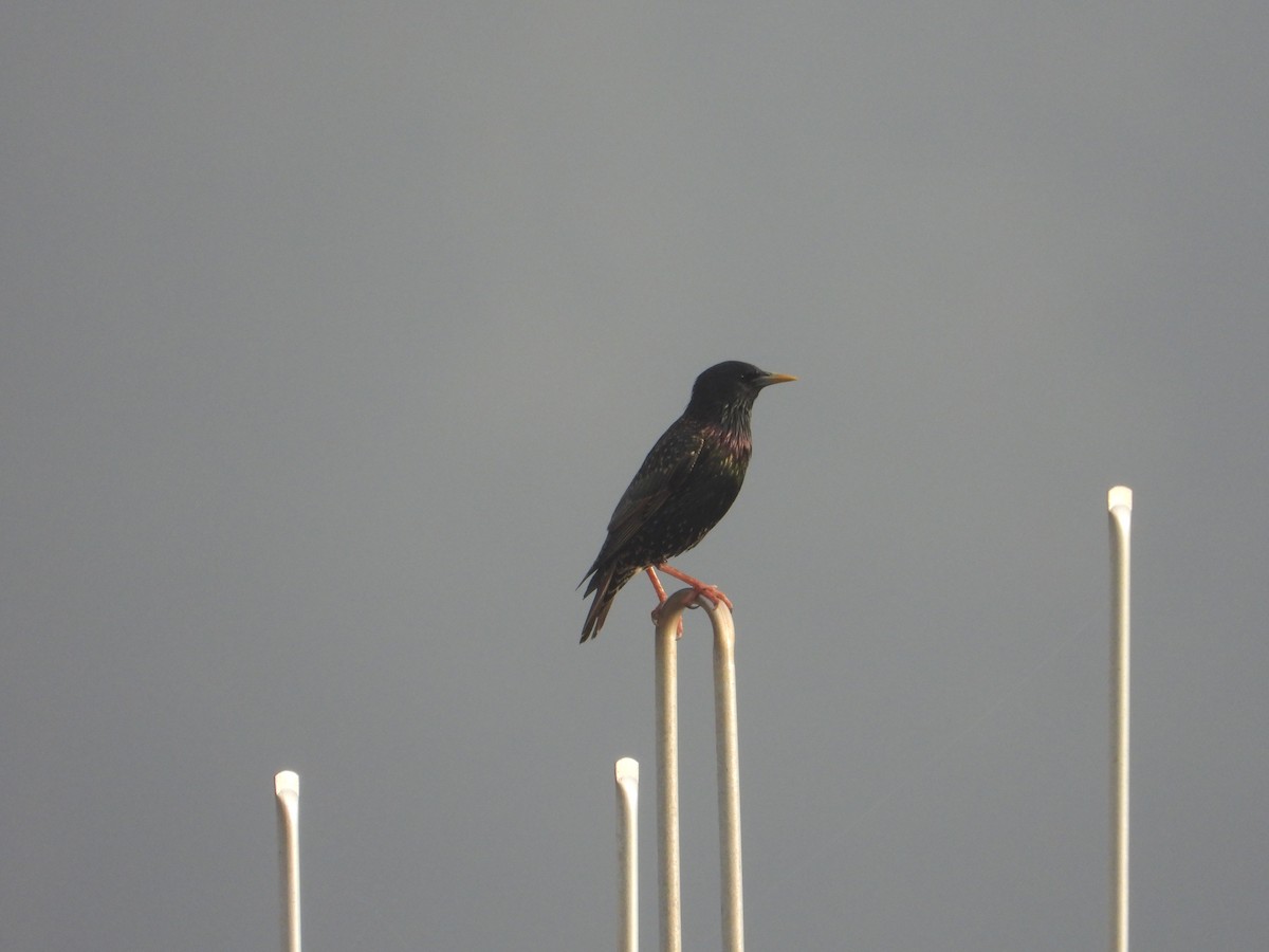 špaček obecný - ML647372860