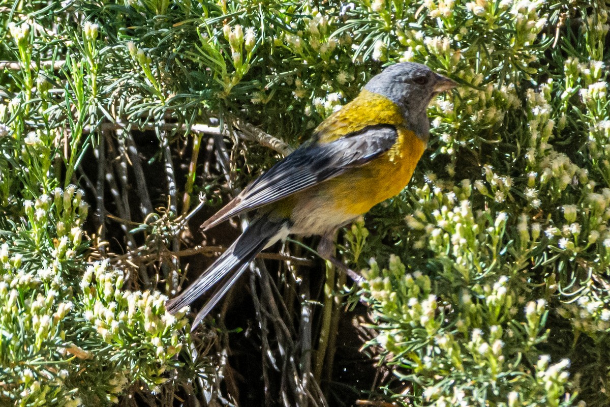 Gray-hooded Sierra Finch - ML647372865