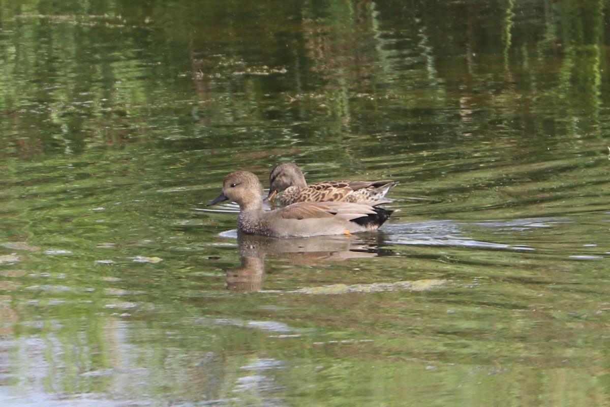 Gadwall - ML647372867