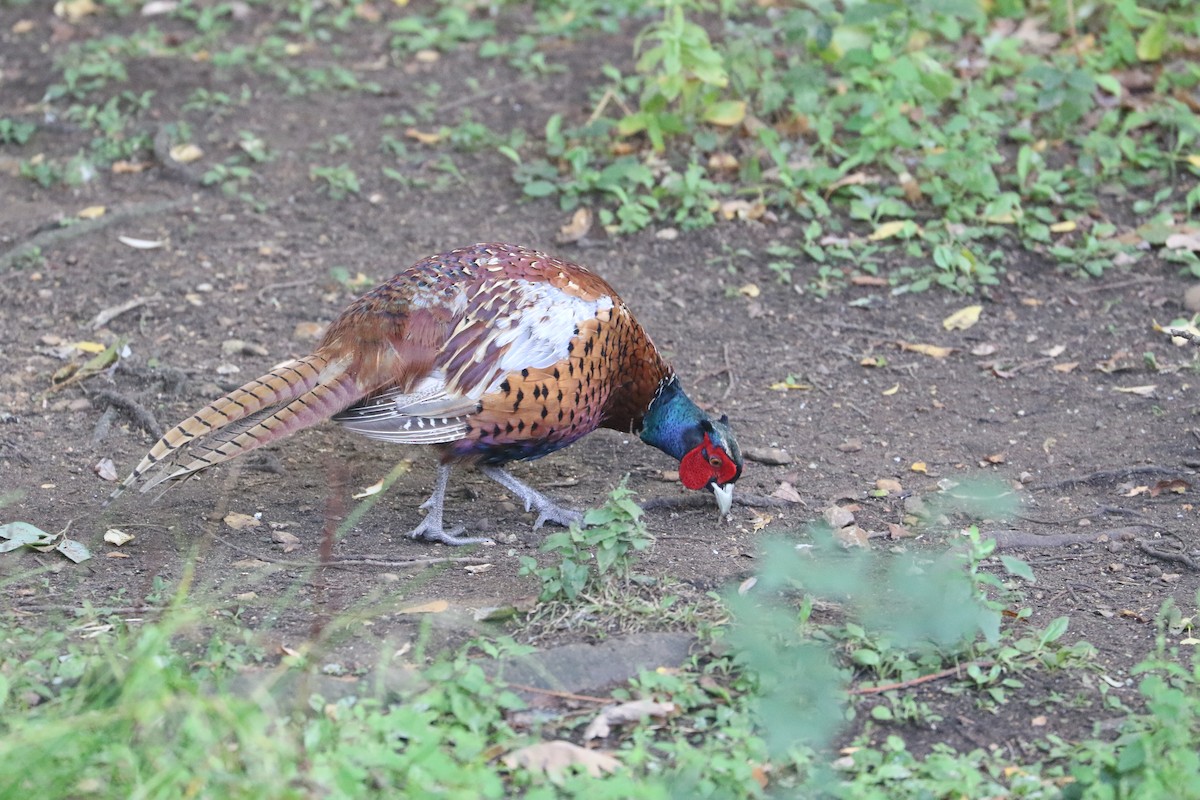 Ring-necked Pheasant - ML647372874