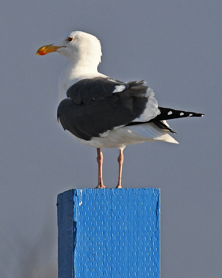 Western Gull - ML647372876