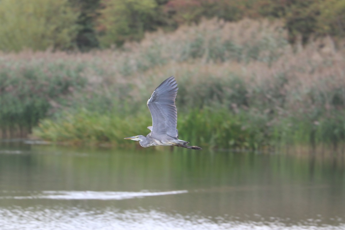 Gray Heron - ML647372879