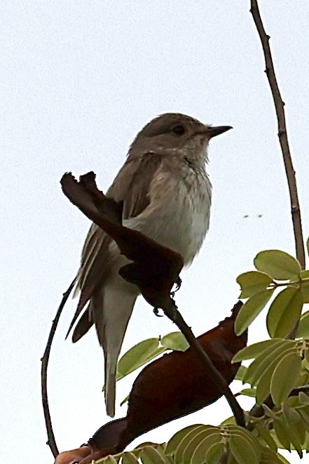 Spotted Flycatcher - ML647372888