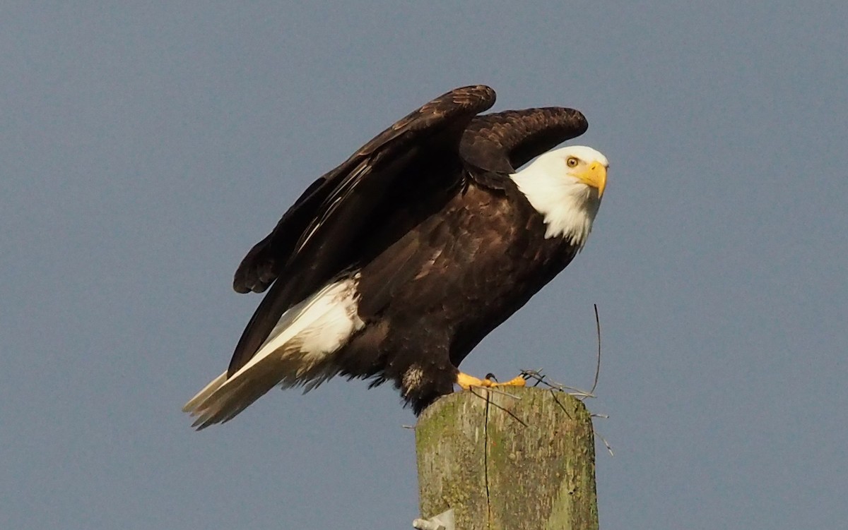 Bald Eagle - ML647372890