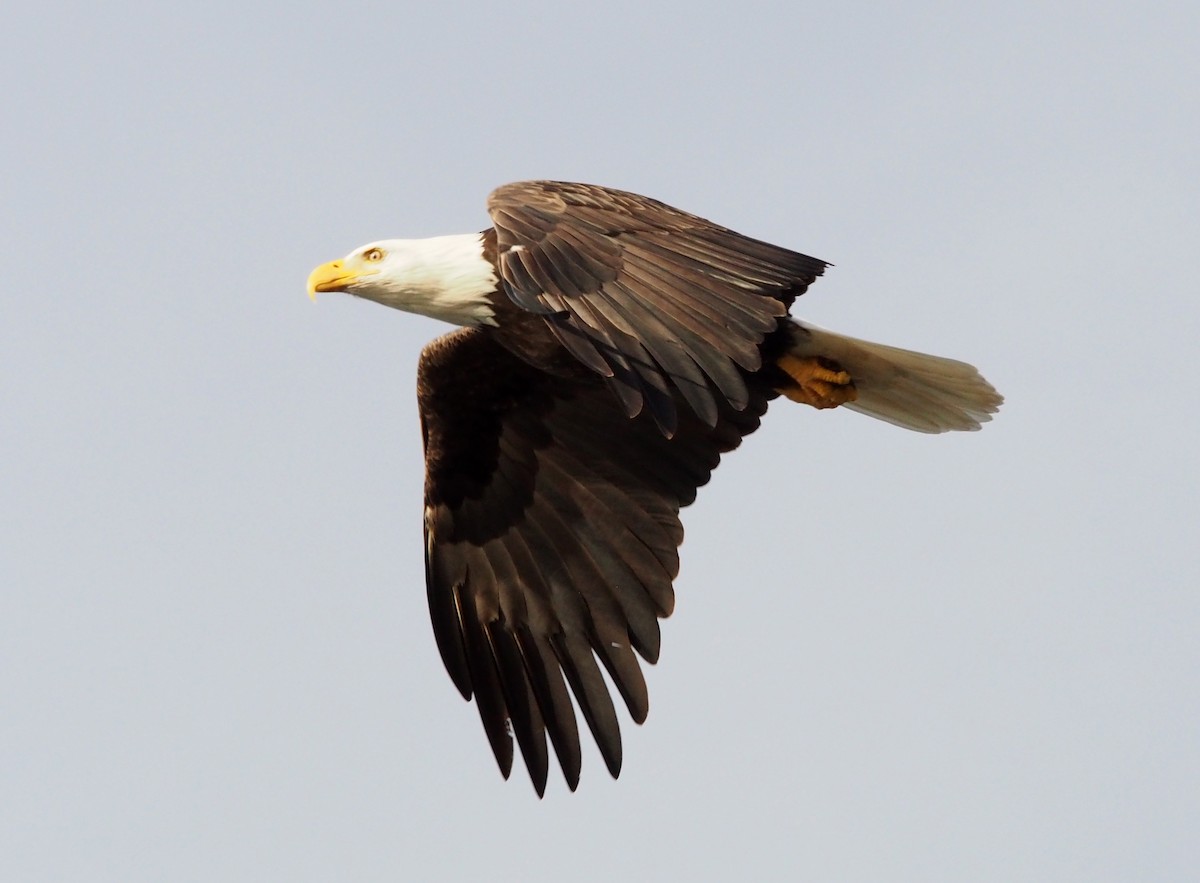 Bald Eagle - ML647372891