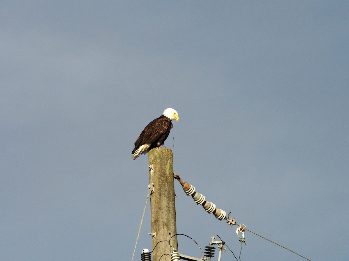 Bald Eagle - ML647372892