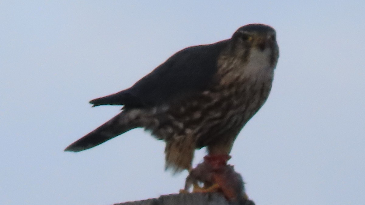 Merlin - ML647372894