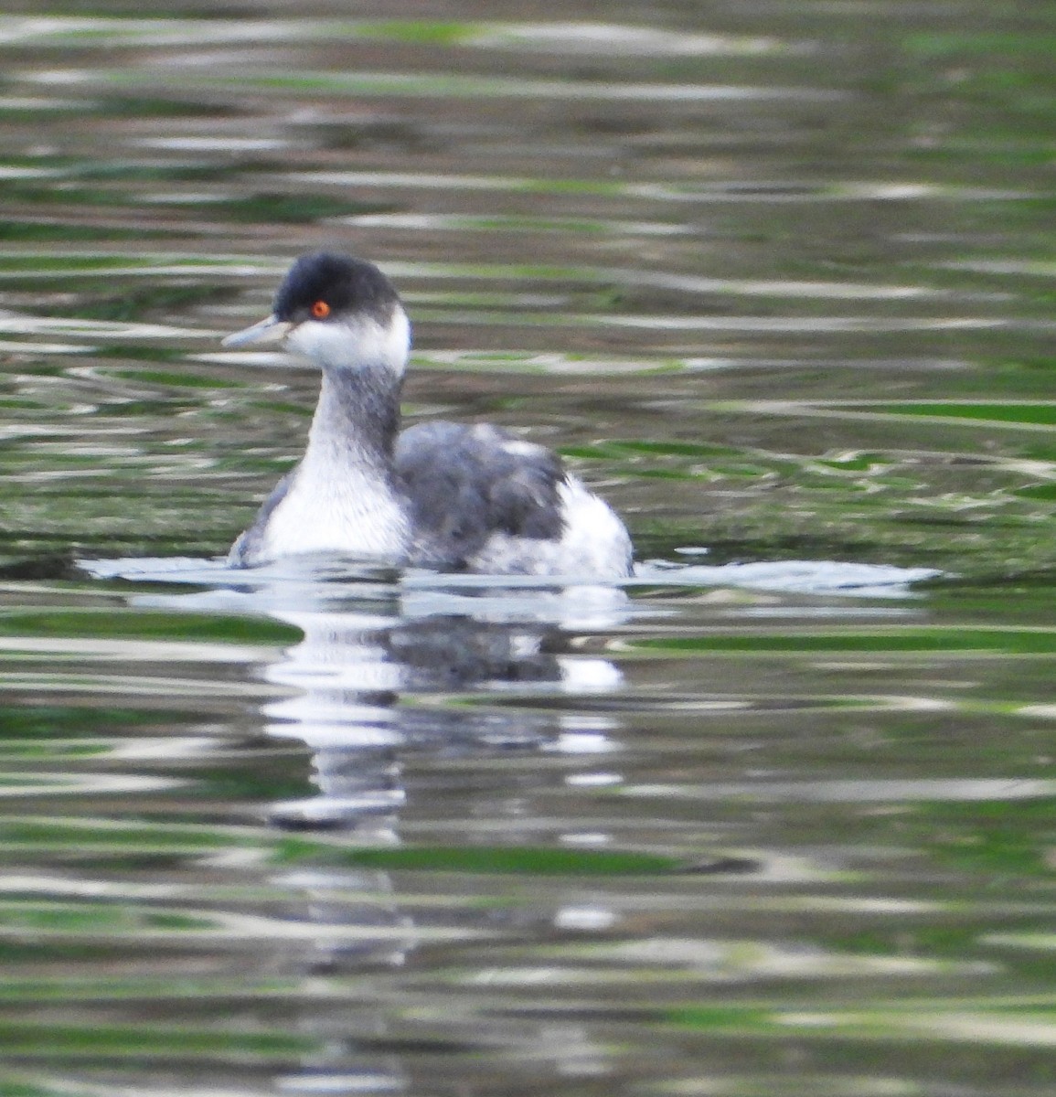 Eared Grebe - ML647372896