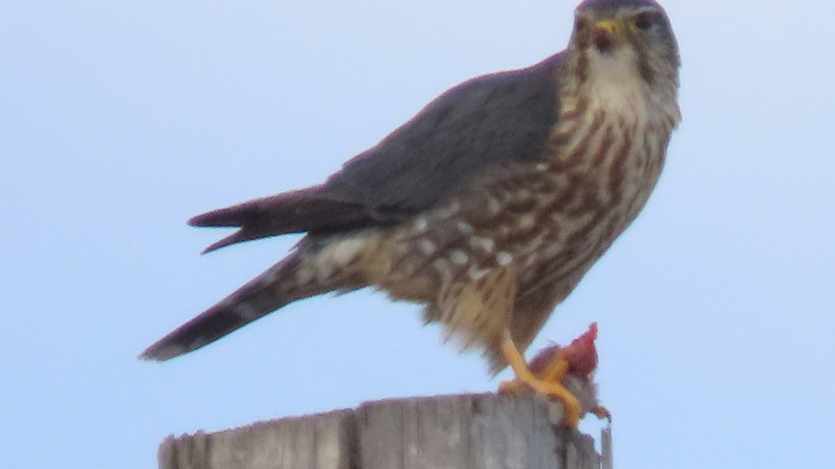 Merlin - ML647372897