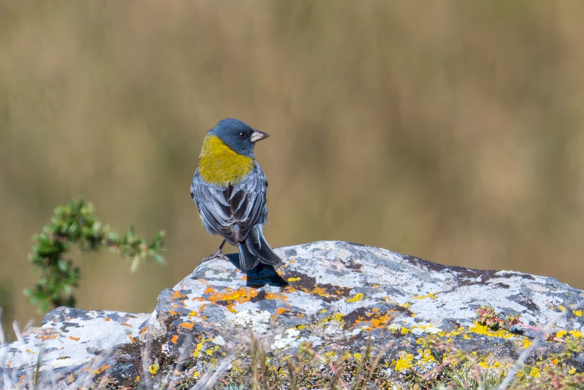 Gray-hooded Sierra Finch (gayi/caniceps) - ML647372898
