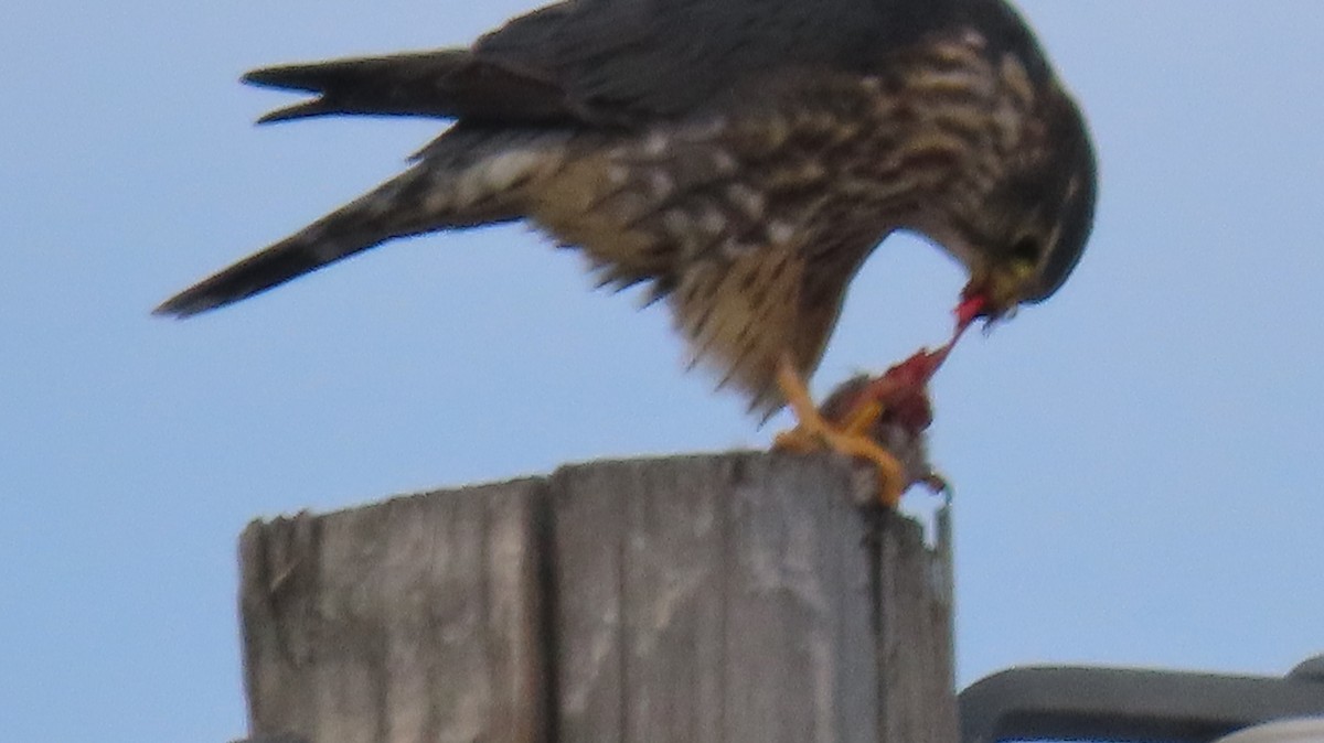 Merlin - ML647372899