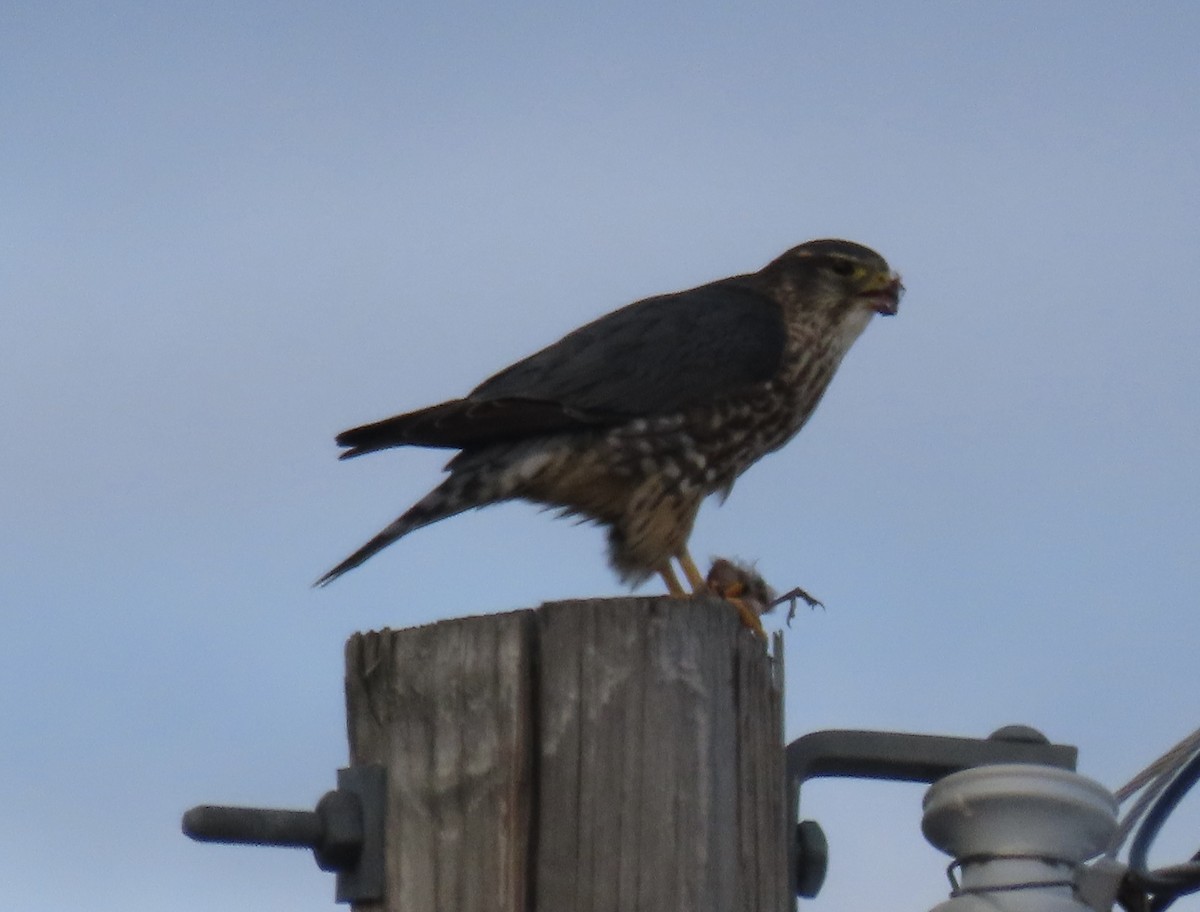 Merlin - ML647372910