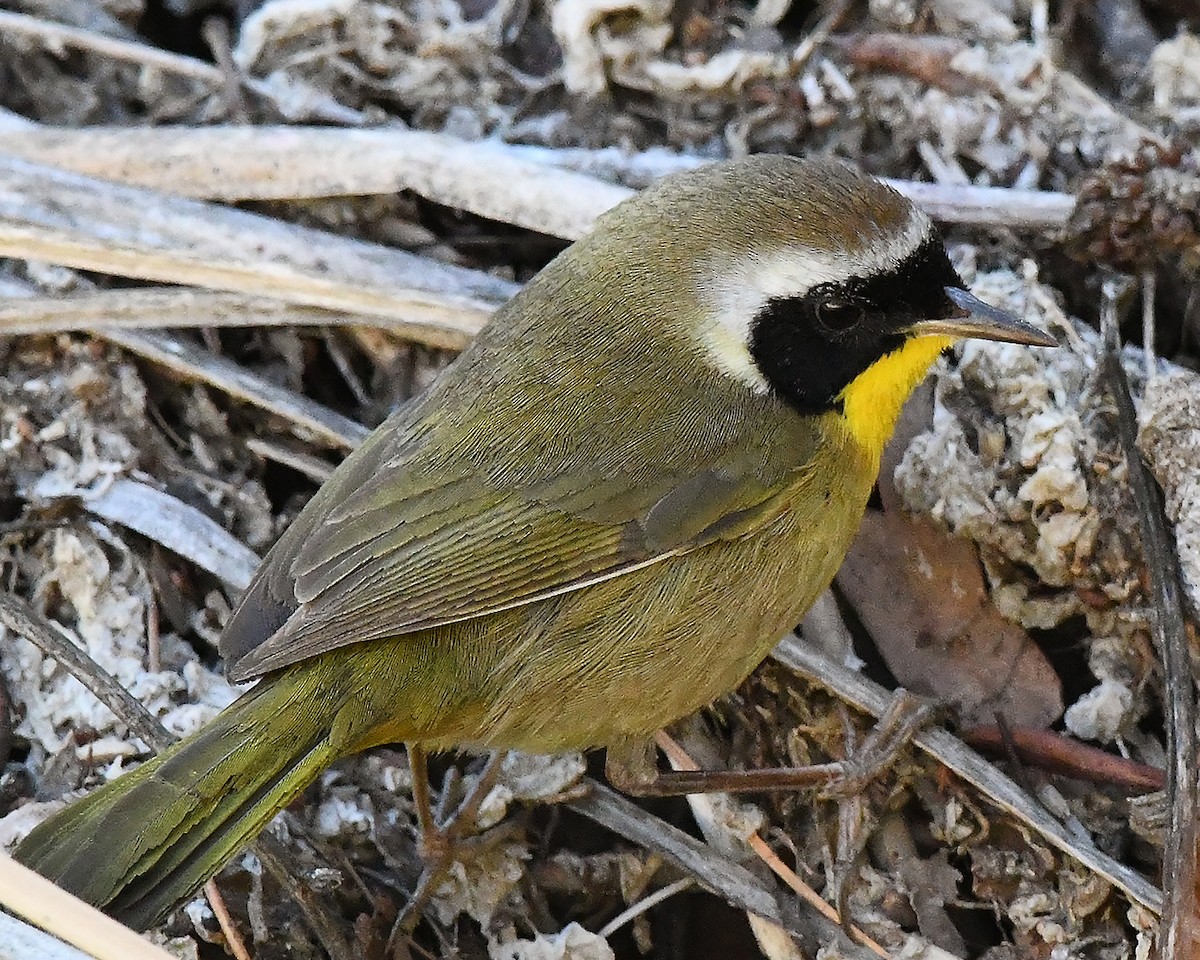 Common Yellowthroat - ML647372911