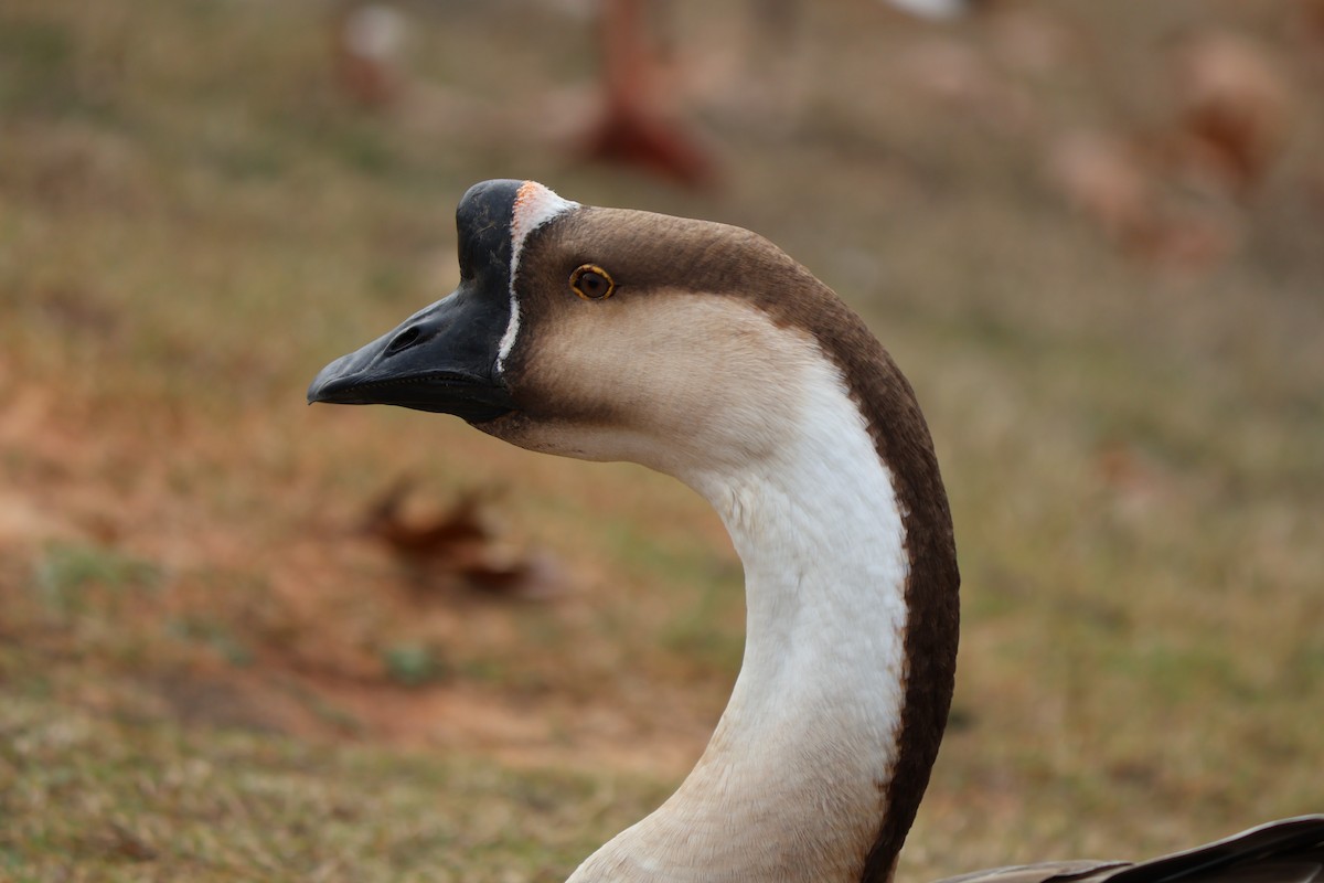 Гуска китайська (свійська) - ML647372927