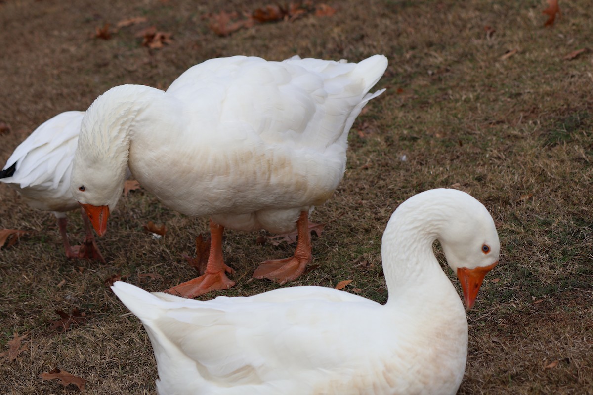 Гуска китайська (свійська) - ML647372928