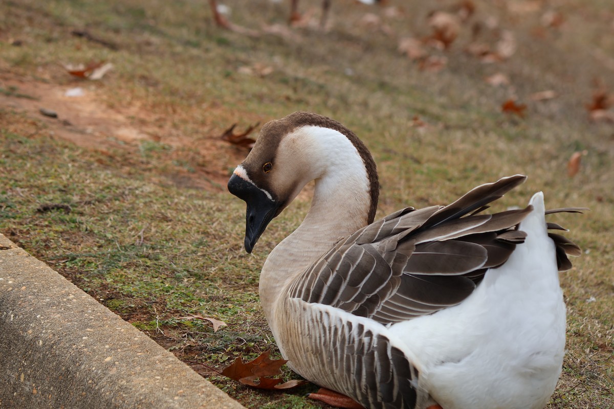 Гуска китайська (свійська) - ML647372929