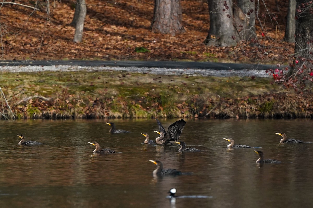 Double-crested Cormorant - ML647372945