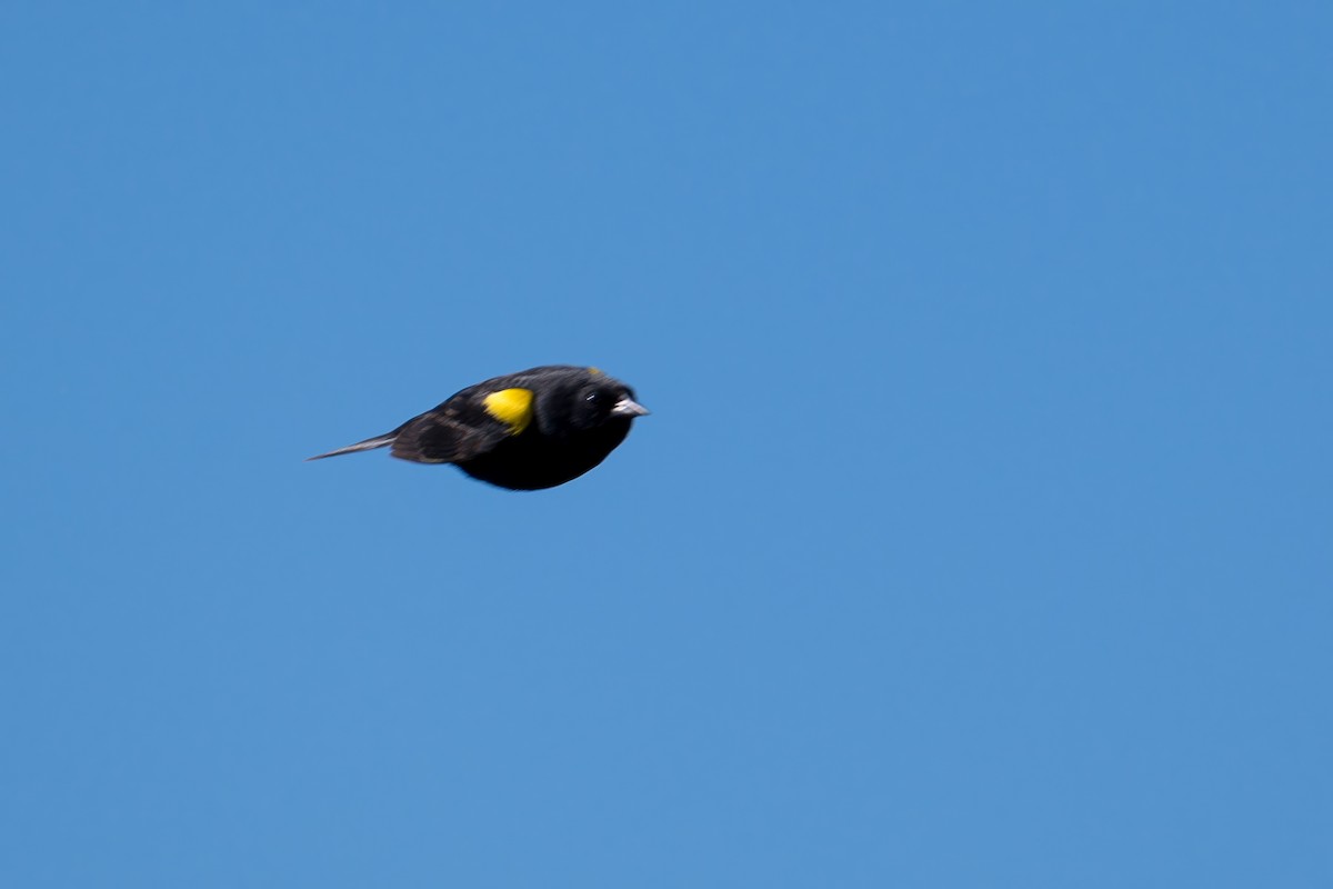 Yellow-winged Blackbird - ML647372948