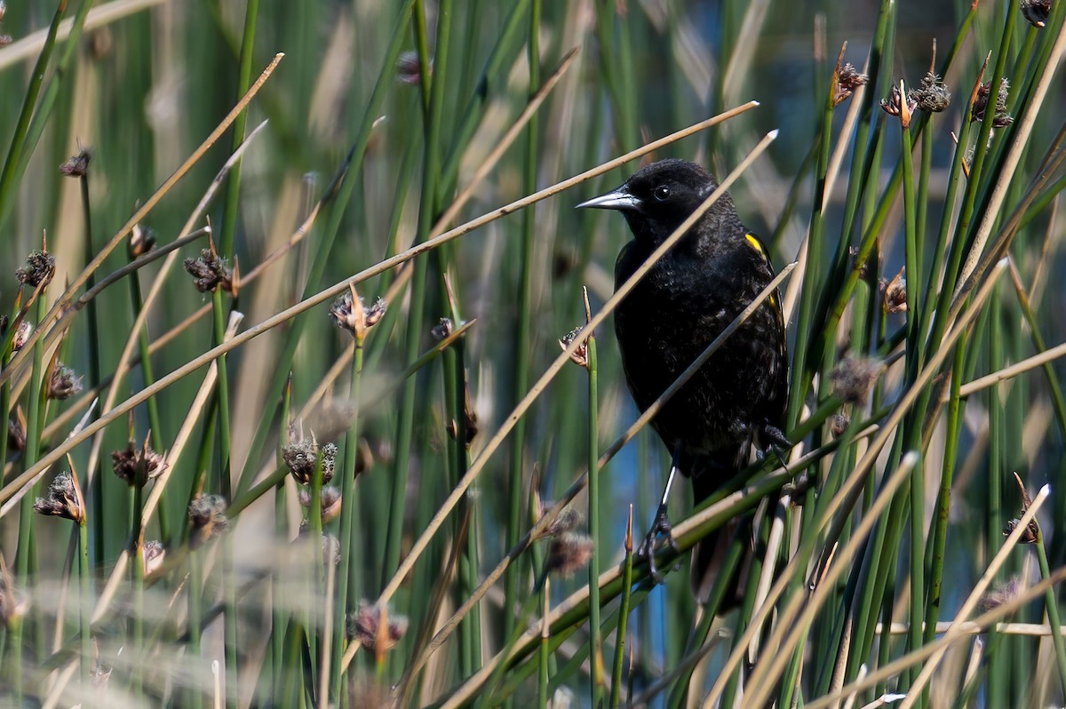 Yellow-winged Blackbird - ML647372949