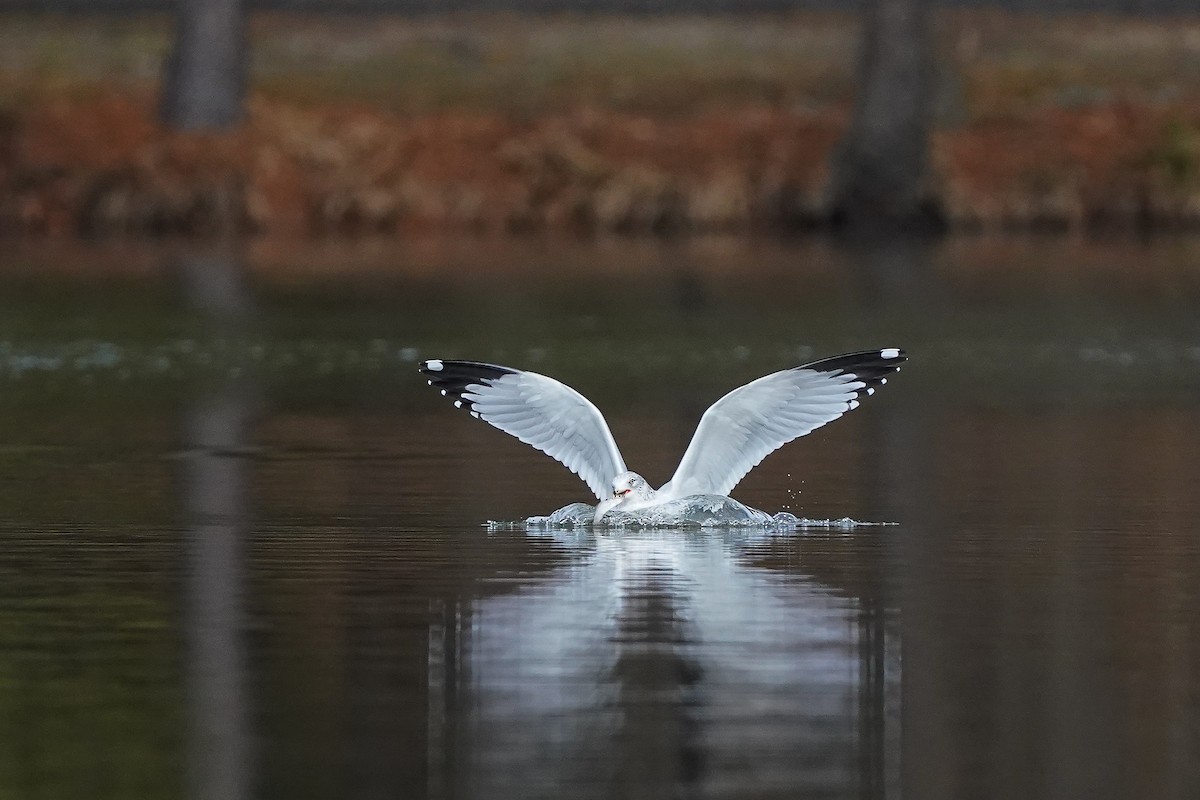 Ring-billed Gull - ML647372950