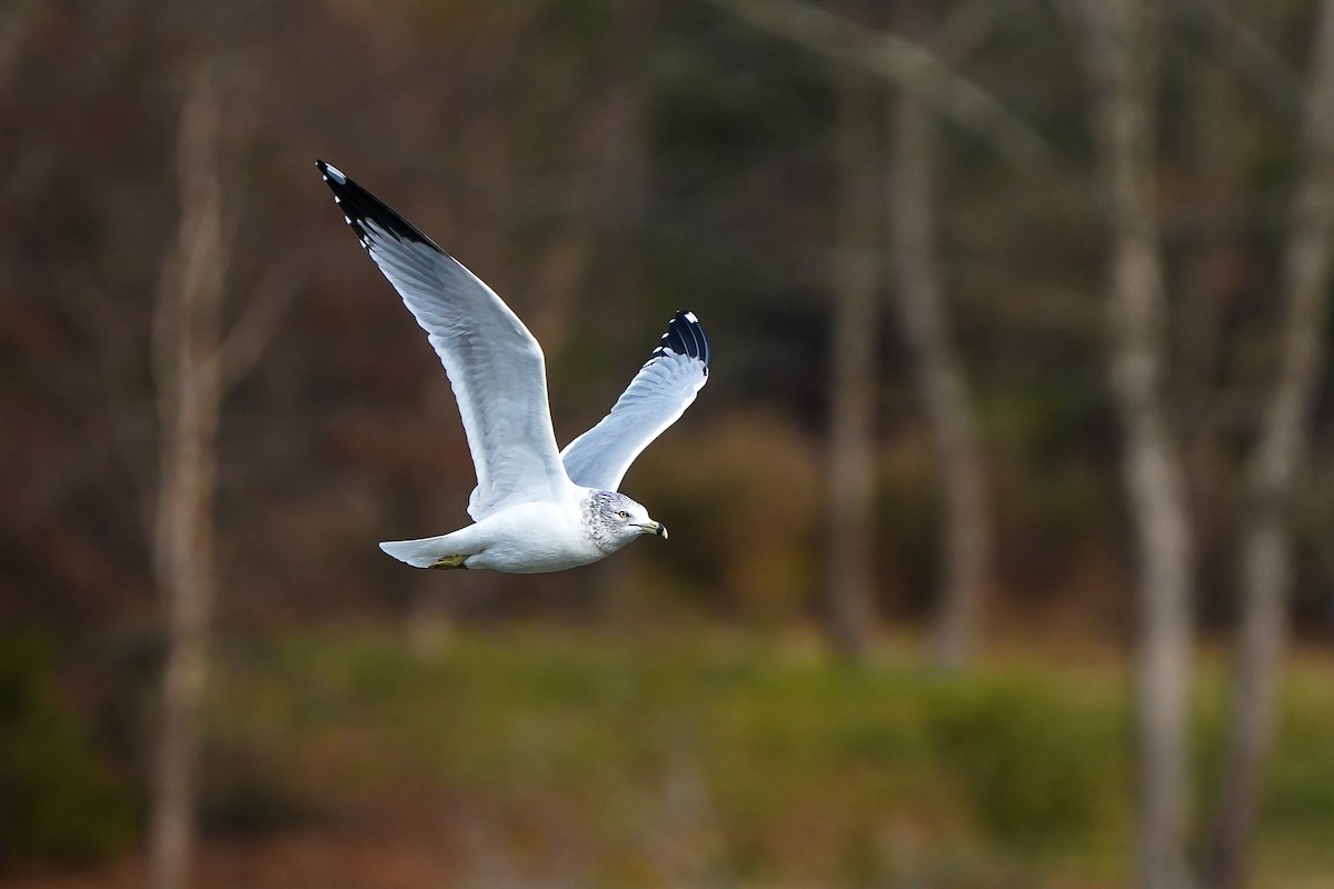 Ring-billed Gull - ML647372957