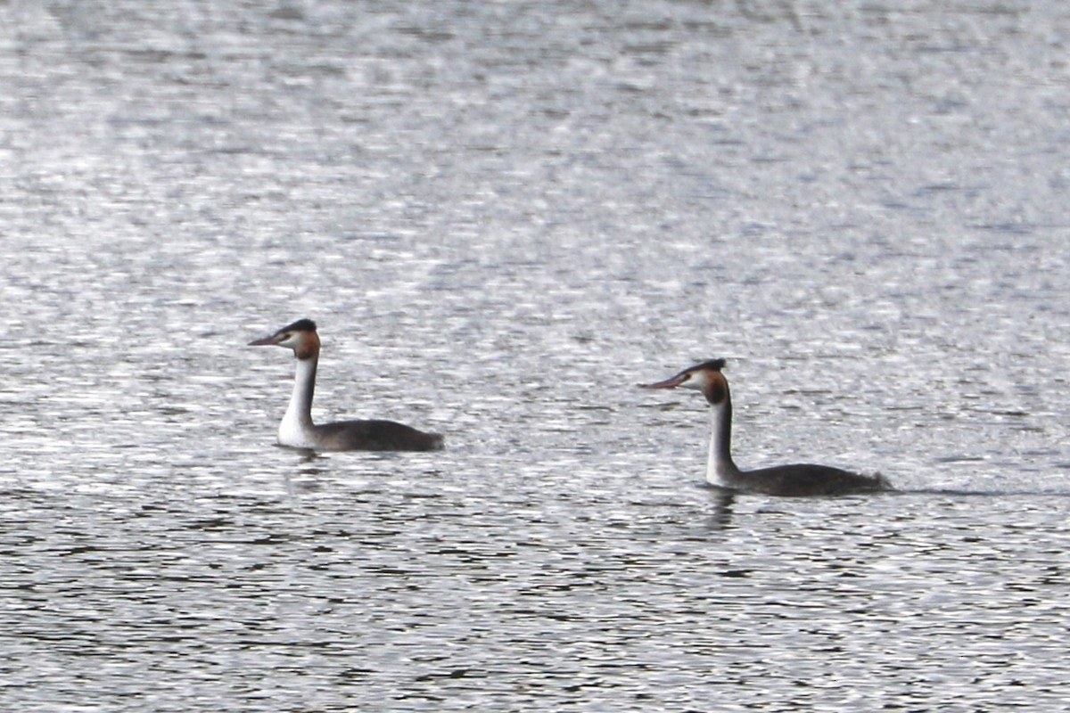 Great Crested Grebe - ML647372965