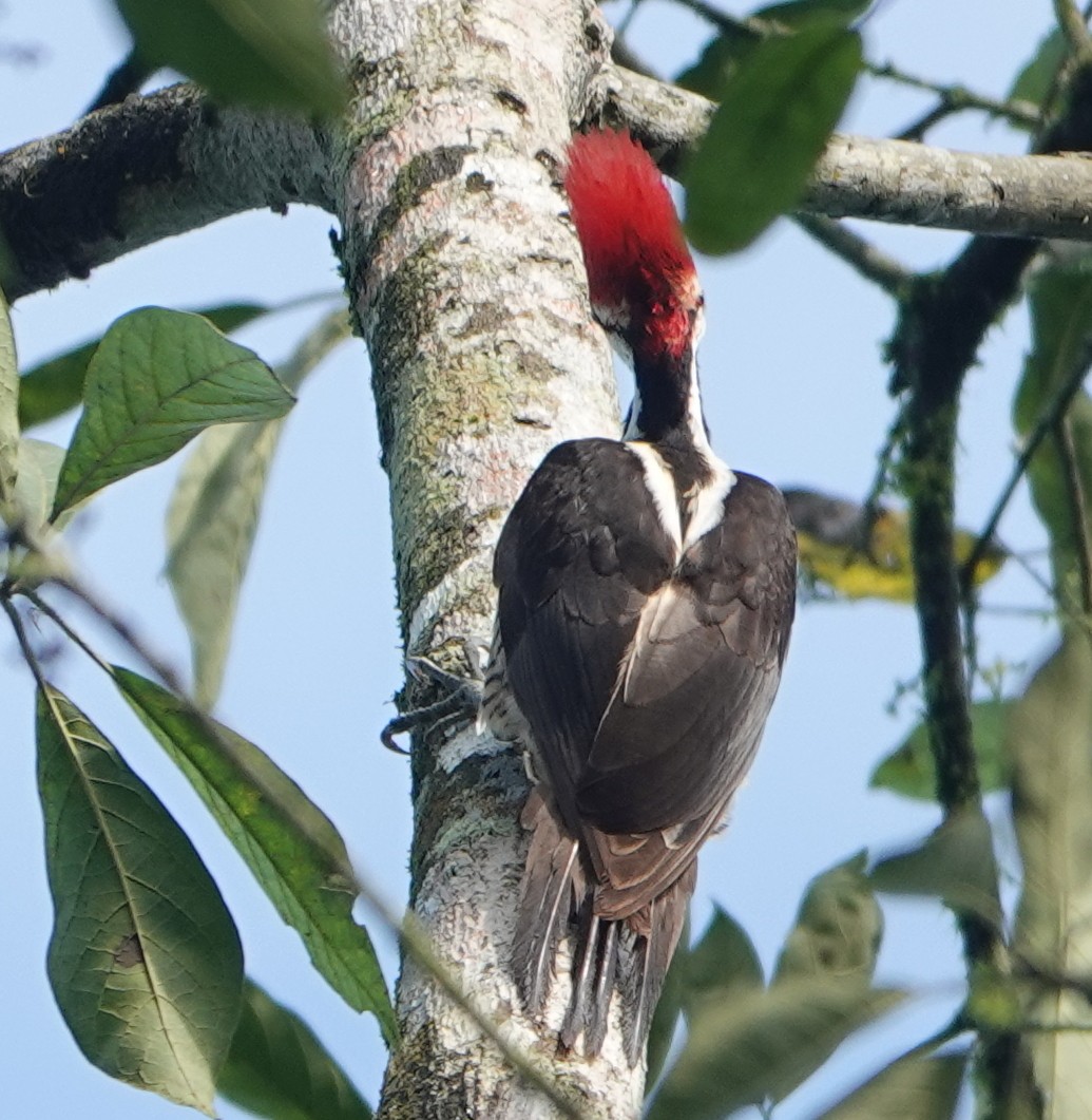 Picamaderos de Guayaquil - ML647372973