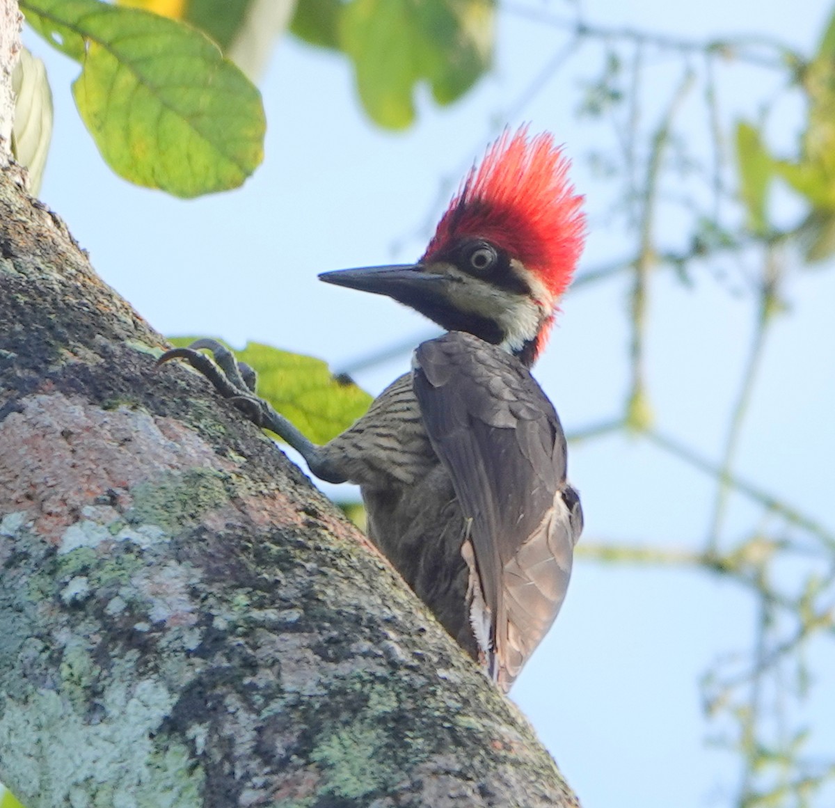 Picamaderos de Guayaquil - ML647372974