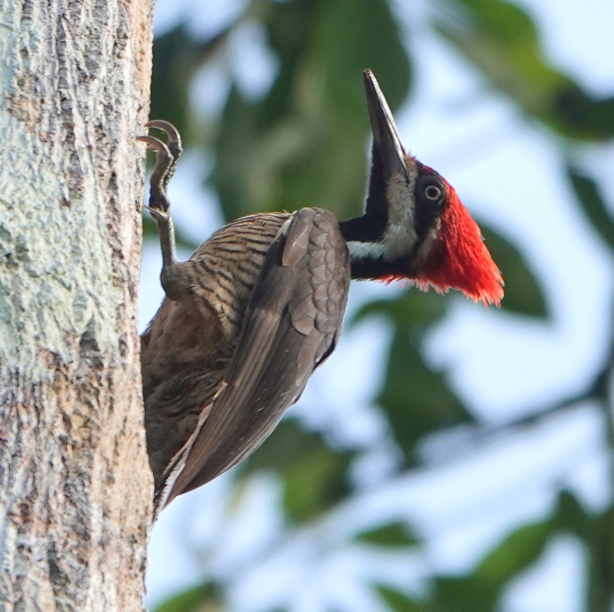 Picamaderos de Guayaquil - ML647372975