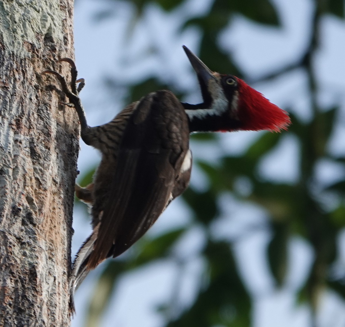 Picamaderos de Guayaquil - ML647372976